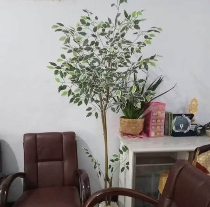 Sentuhan Elegan Tanpa Repot: Keindahan Pohon Beringin Variegata Artifisial dalam Ruangan